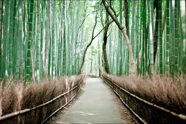 fantastic_bamboo_grove_in_japan_640_08
