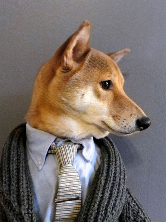 dog18