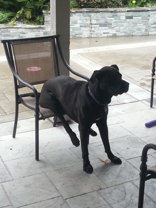 dog12