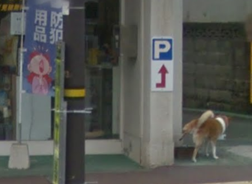 dog3