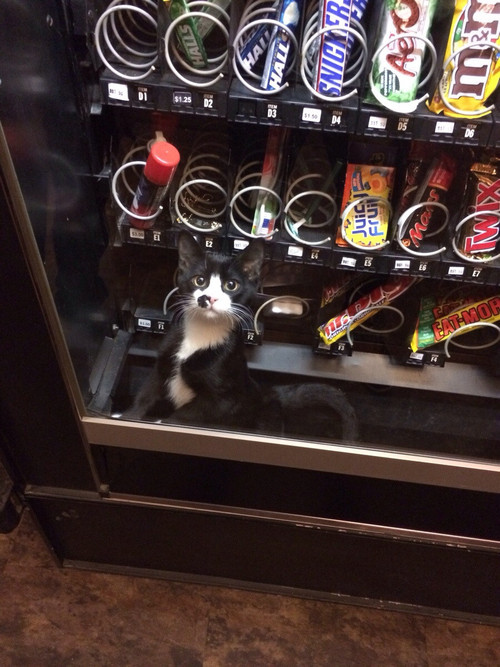 cat20