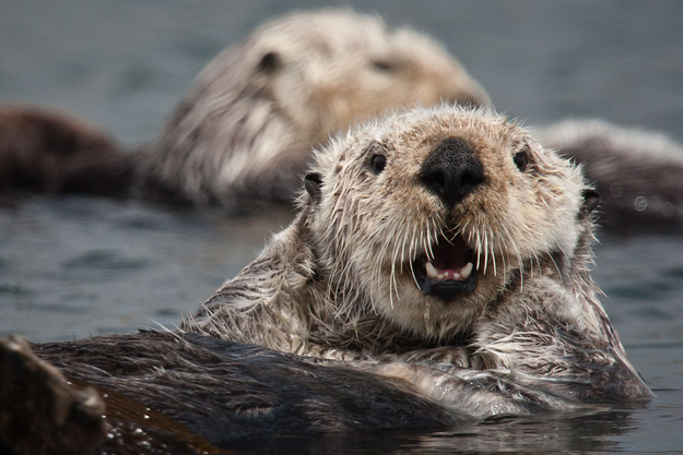 otter20