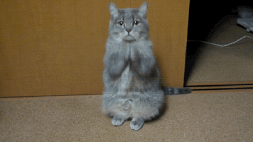cat22
