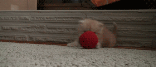 cat15