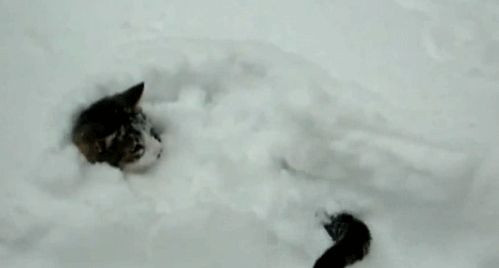 cat19