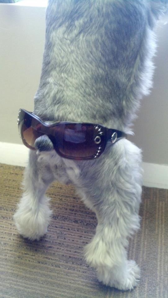 dog15