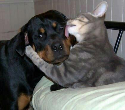 dog13