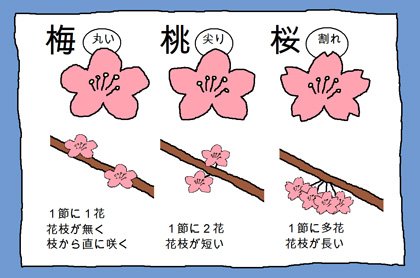 sakura1