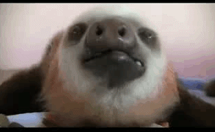 sloth29