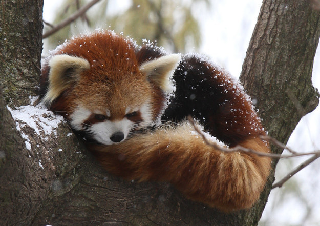 panda03