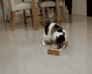 cat008