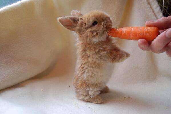 rabit15