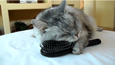 cat9