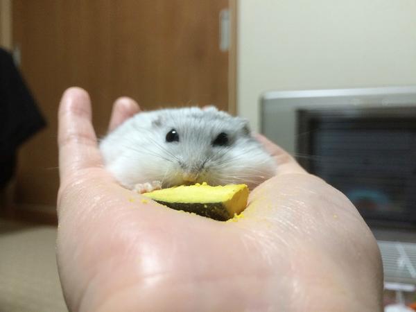 CCtSWUQUUAAAiHD