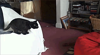 cat001