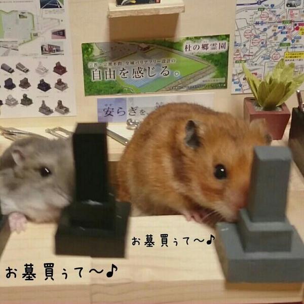 B0ZigfjCYAAJt26