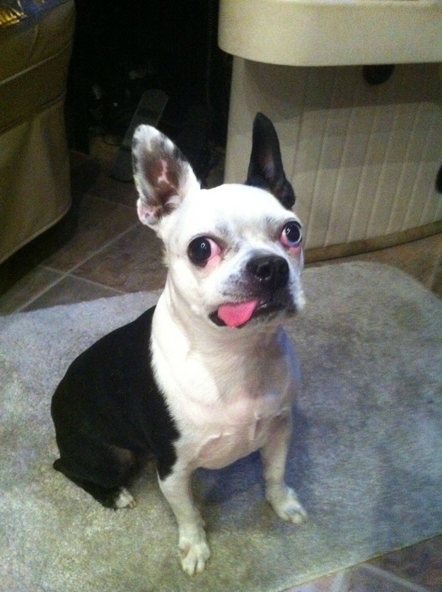 dog12