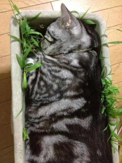 cat15