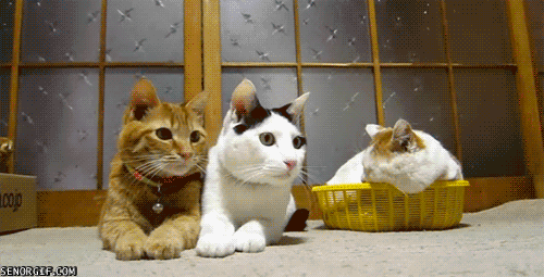cat13
