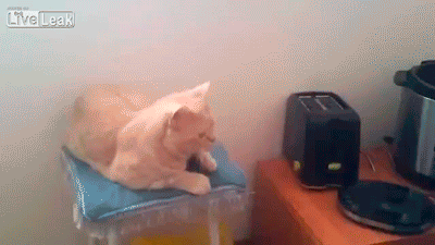 cat017