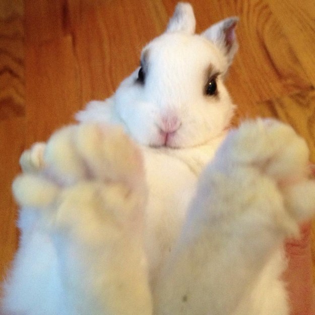 rabit01