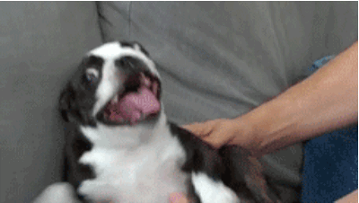 dog21