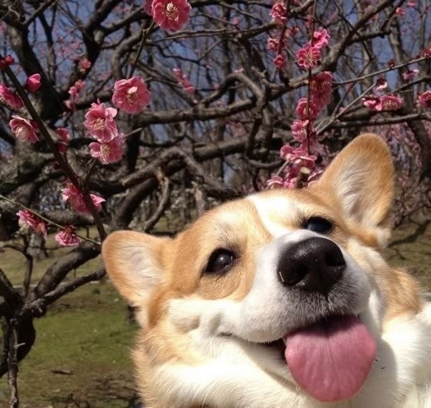 dog00