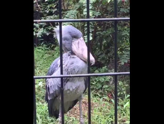 ハシビロコウ