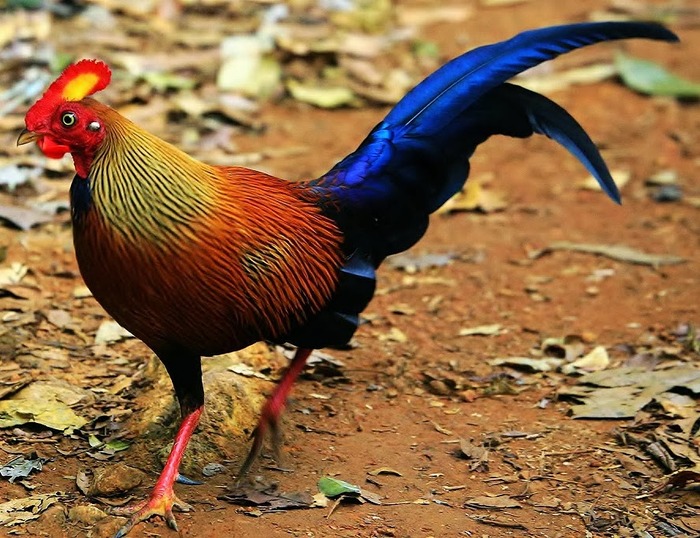 美しい鳥スリランカセイロンヤケイ
