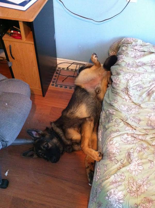 dog15