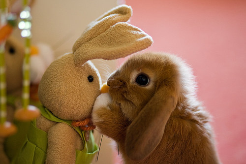 rabit05