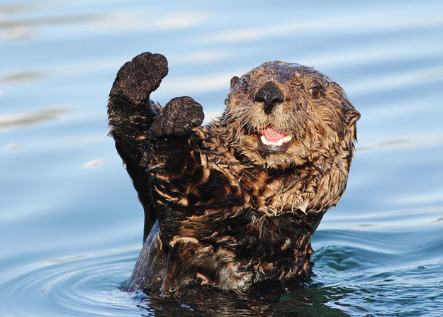 otter21
