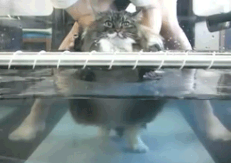 cat005