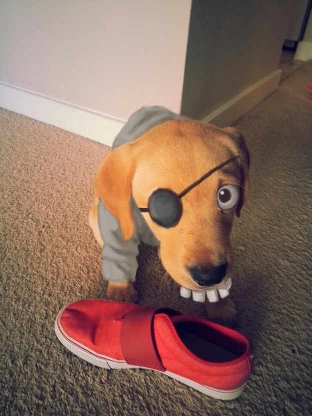 dog02