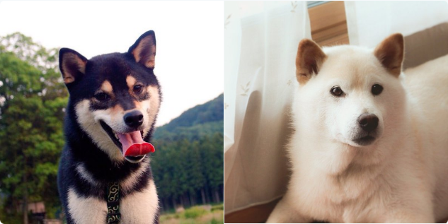 犬