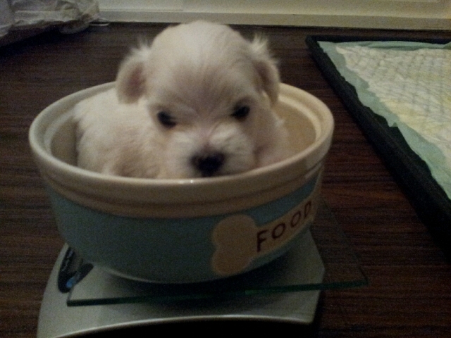dog26