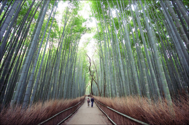 fantastic_bamboo_grove_in_japan_640_07