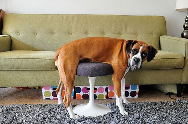 dog24
