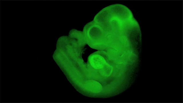 Mouse-embryo-with-beating-010