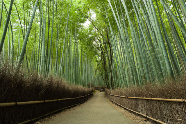 fantastic_bamboo_grove_in_japan_640_05