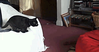 cat12