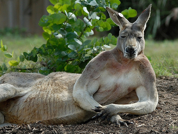 animal05