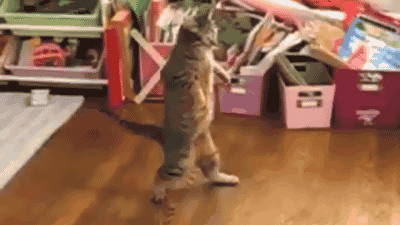 cat17