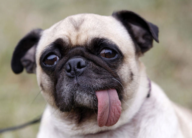 dog03