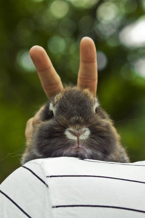 rabit16