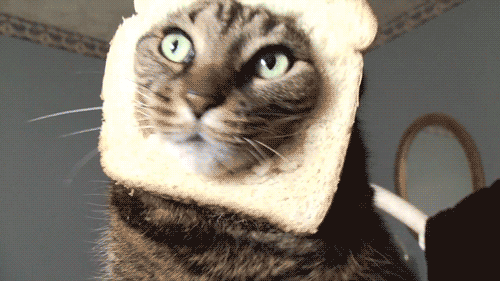 cat003