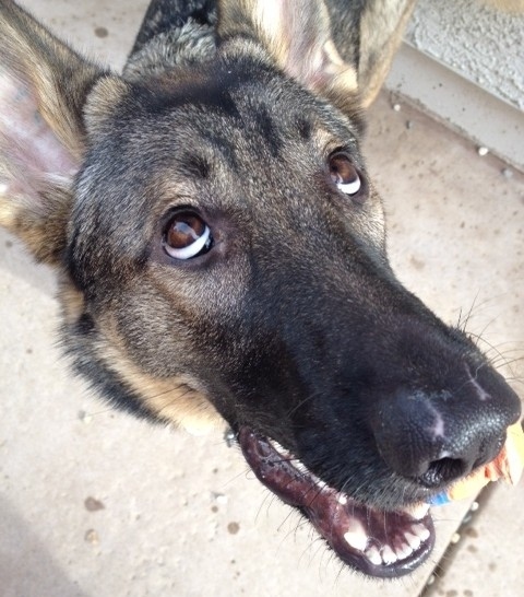dog00