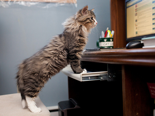 cat12