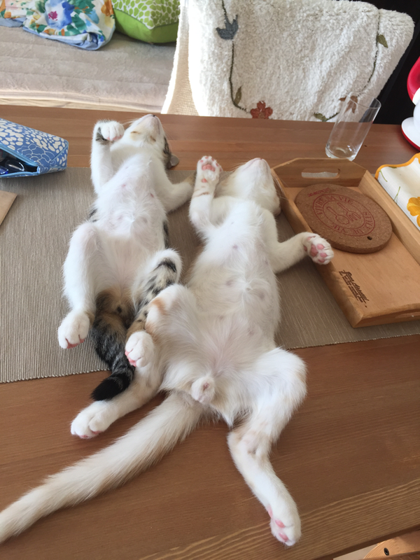 CHcRSfgUMAADLLV