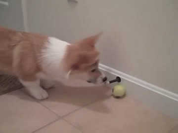corg49
